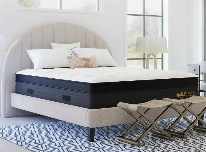 Nolah Evolution northern colorado